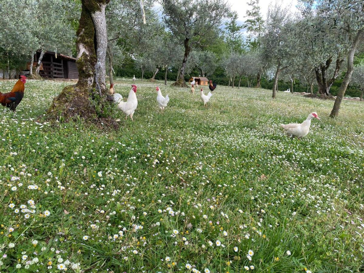 Agriturismo L'Ulivo Padula Extérieur photo